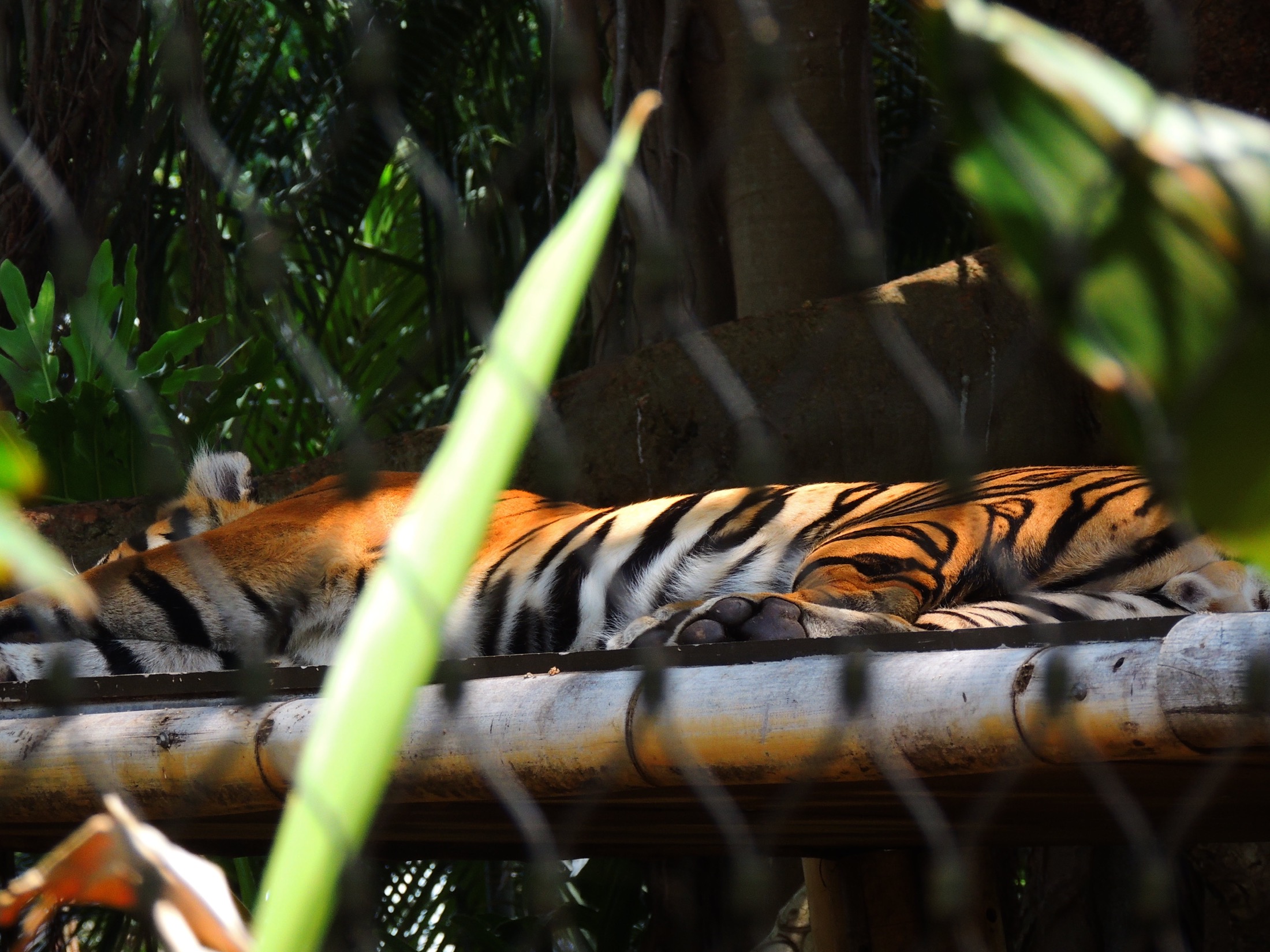 Rest between Stripes