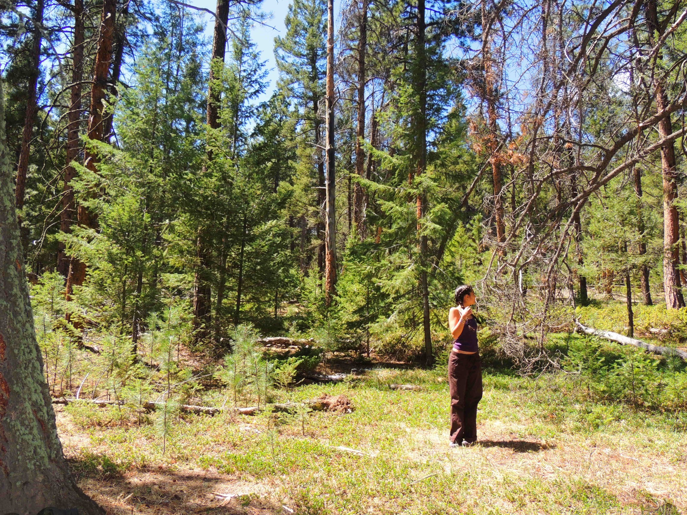 Among the Pines