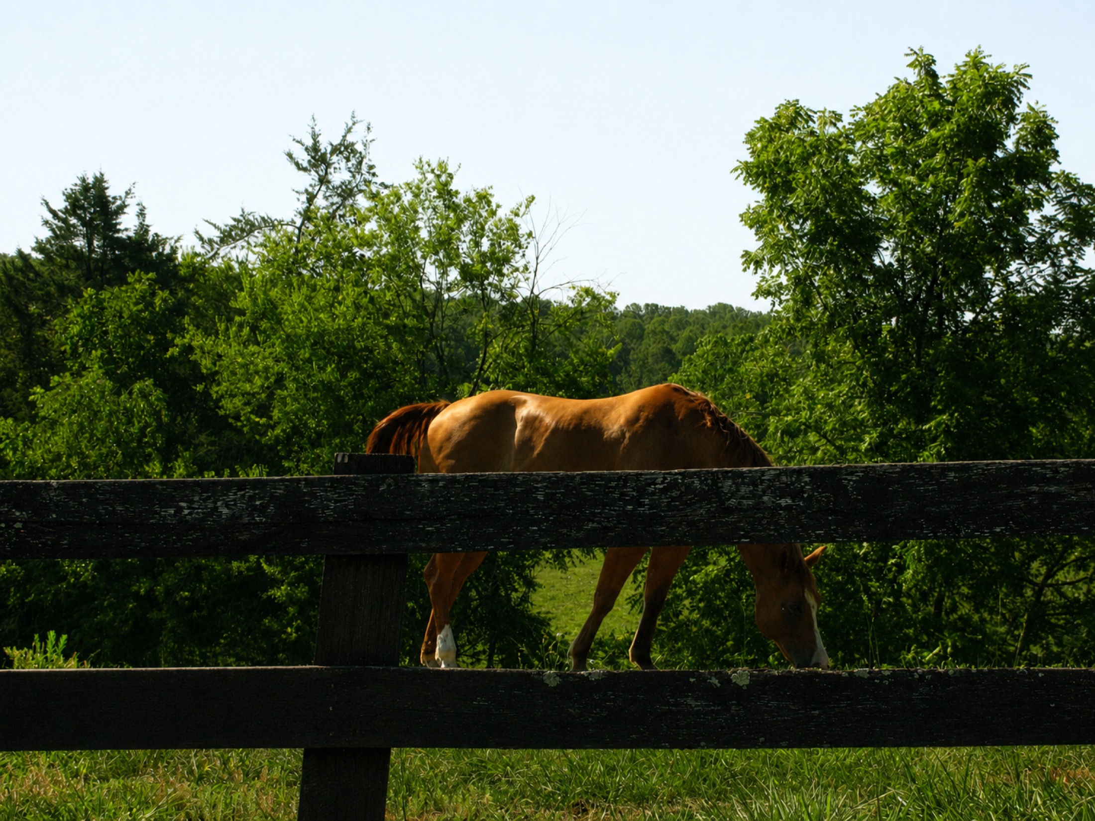 Beyond the Fence