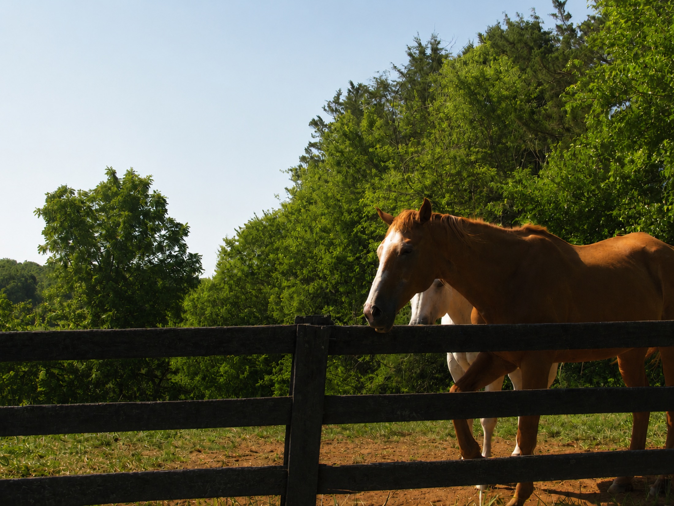 Summer Pasture